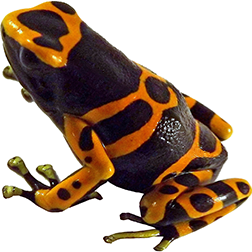 1995 Import
